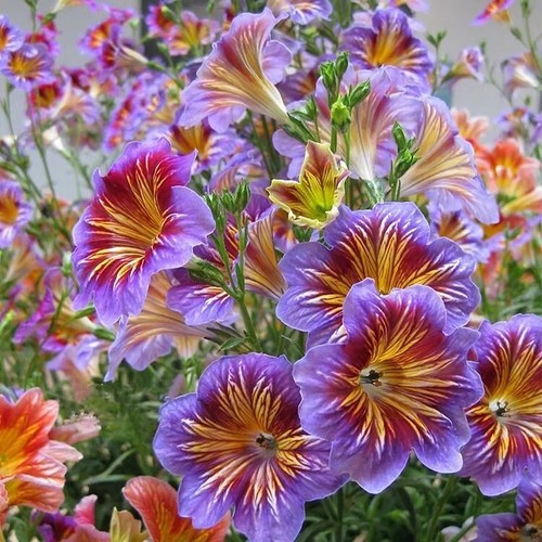 Chilean morning glory seeds - chilean,