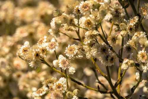100 white sweet everlasting - 100,